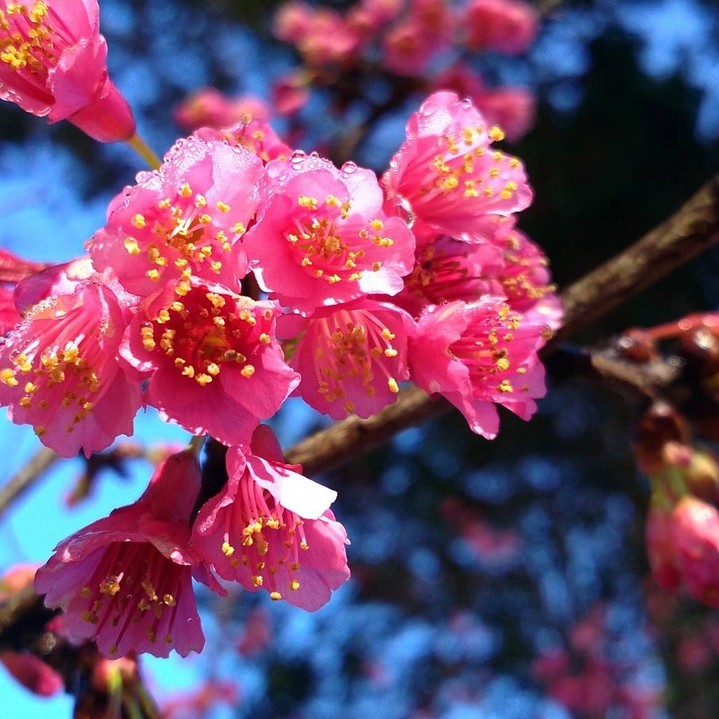 Subungualt Melanom symboliseret ved gren fra rigt rosa blomstrnde frugttræ.