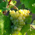 Vindruekerneekstrakt symboliseret ved grønne druer i en klase, der hænger på grenen.