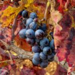 Vindruekerneekstrakt symboliseret ved en klase blå druer på en gren med visne blade som baggrund.