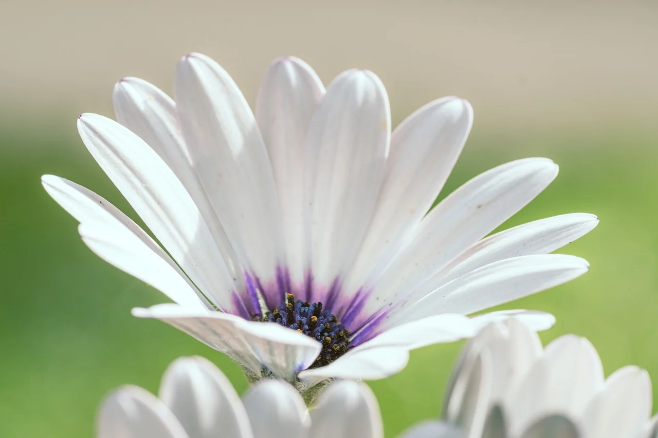 Wilms tumor symboliseret ved en hvid blomst der står mod grøn baggrund.