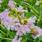 Vulva- og Skedekræft - Metabolisk blokering symboliseret ved nærbillede af lyserøde blomster med grønne lange blade som baggrund.