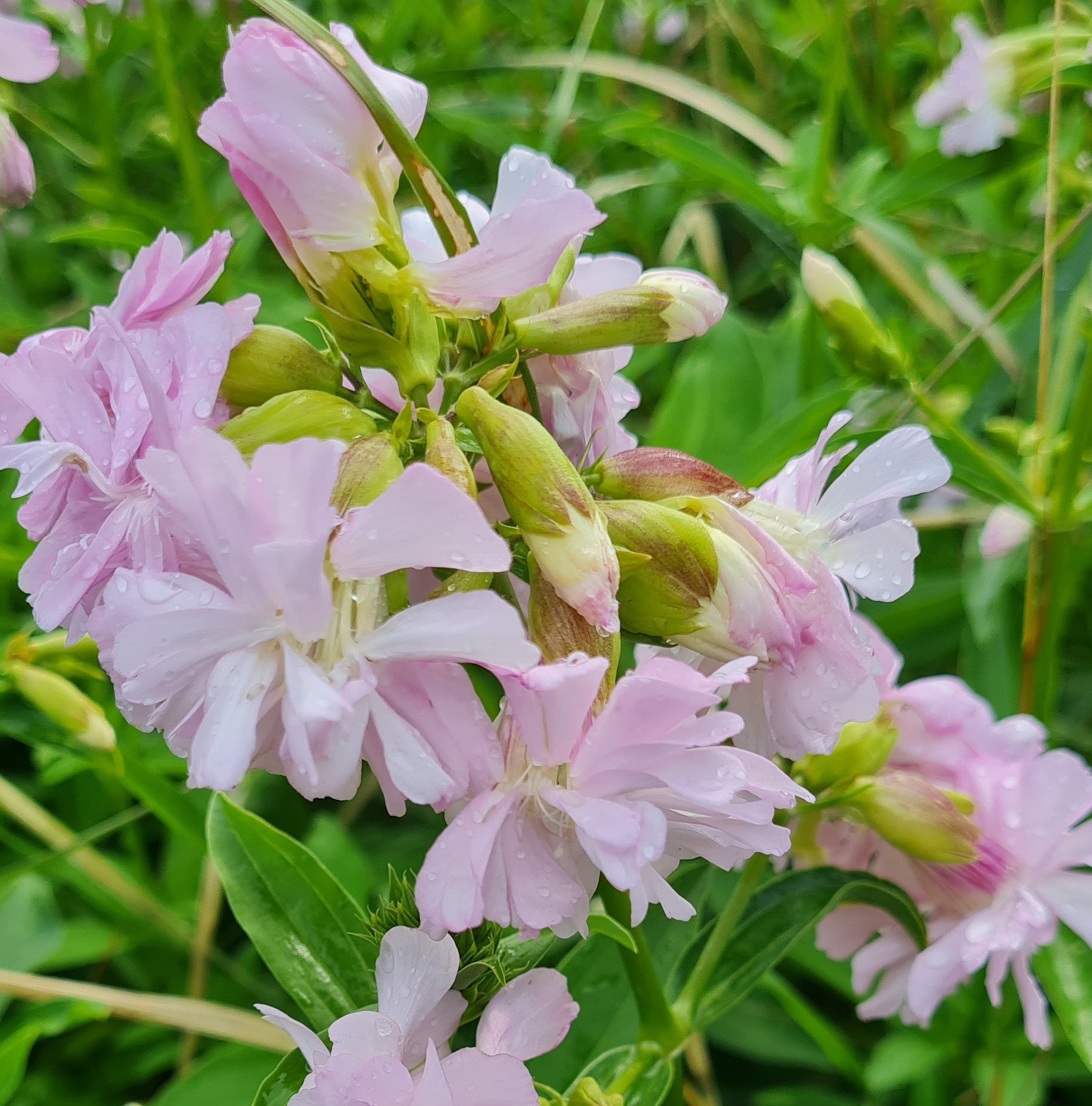 Vulva- og Skedekræft - Metabolisk blokering symboliseret ved nærbillede af lyserøde blomster med grønne lange blade som baggrund.