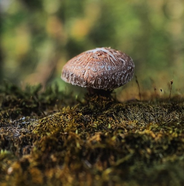 AHCC symboliseret ved en shiitake-svamp i naturen.