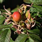 Æggestokkræft - Metabolisk blokering symboliseret ved en orange hyben der sidder på sin stilk med blade omkring.