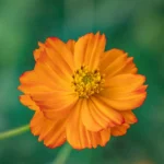 Analkræft blokering metabolisk symboliseret ved en orange blomst med grøn baggrund.