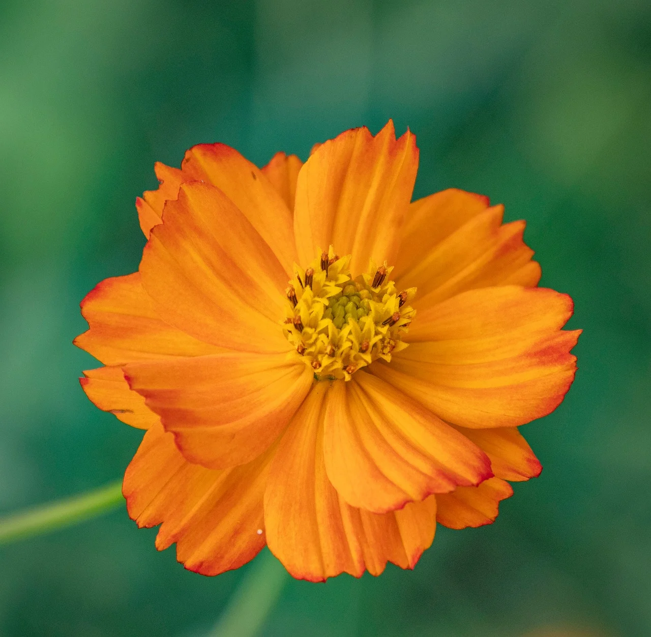 Analkræft – Bloker pathways. Metaboliske tilgange til kræftbehandling. Kræft i spiserøret. Analcancer. Blokering af kræft ved endetarmsåbningen.