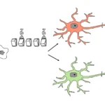 Cytologisk undersøgelse symboliseret ved en tegning af en rosa celler og en grøn celle. Desuden nogle små firkanter.