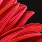 Endetarmskræft symboliseret ved del af kronbladene fra en rød margeritte-lignende blomst.