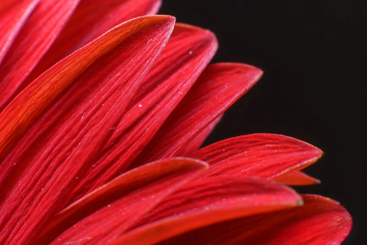 Endetarmskræft – Bloker pathways. Metaboliske tilgange til kræftbehandling. Kræft i endetarmen.