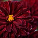 Galdeblære- og Galdegangskræft - Bloker pathways symboliseret ved del af rød-brun pelagonie.