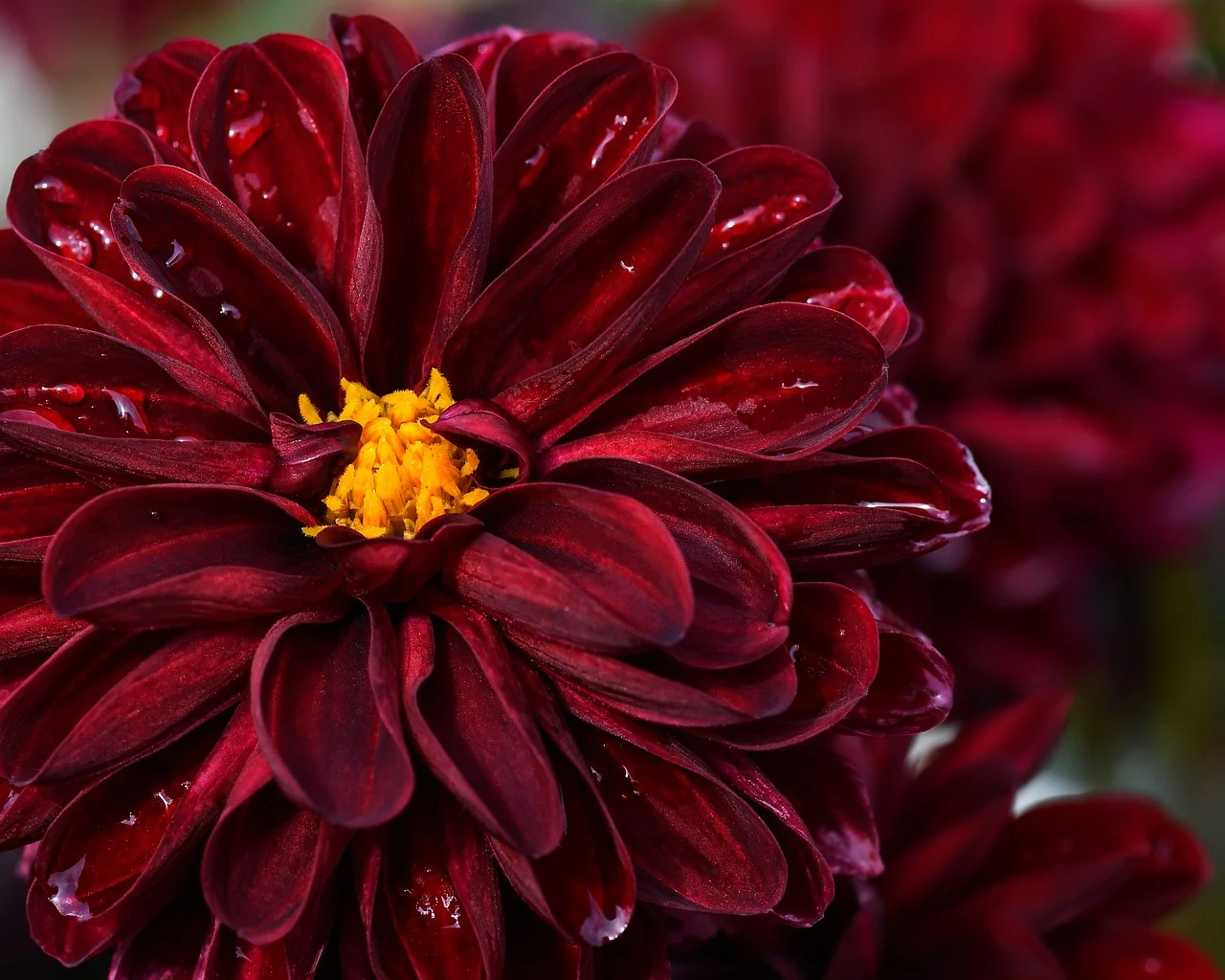 Galdeblære- og Galdegangskræft - Bloker pathways symboliseret ved del af rød-brun pelagonie.