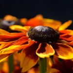 Hjernekræft - øvrige - Metabolisk blokering symboliseret ved nærbillede af orange astersagtig blomst. Mørk baggrund.