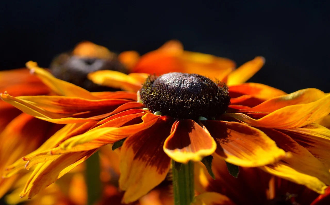 Hjernekræft - øvrige - Metabolisk blokering symboliseret ved nærbillede af orange astersagtig blomst. Mørk baggrund.
