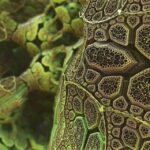 Mikrobiologiske undersøgelser symboliseret ved grønne sammenhængende cellestrukturer.