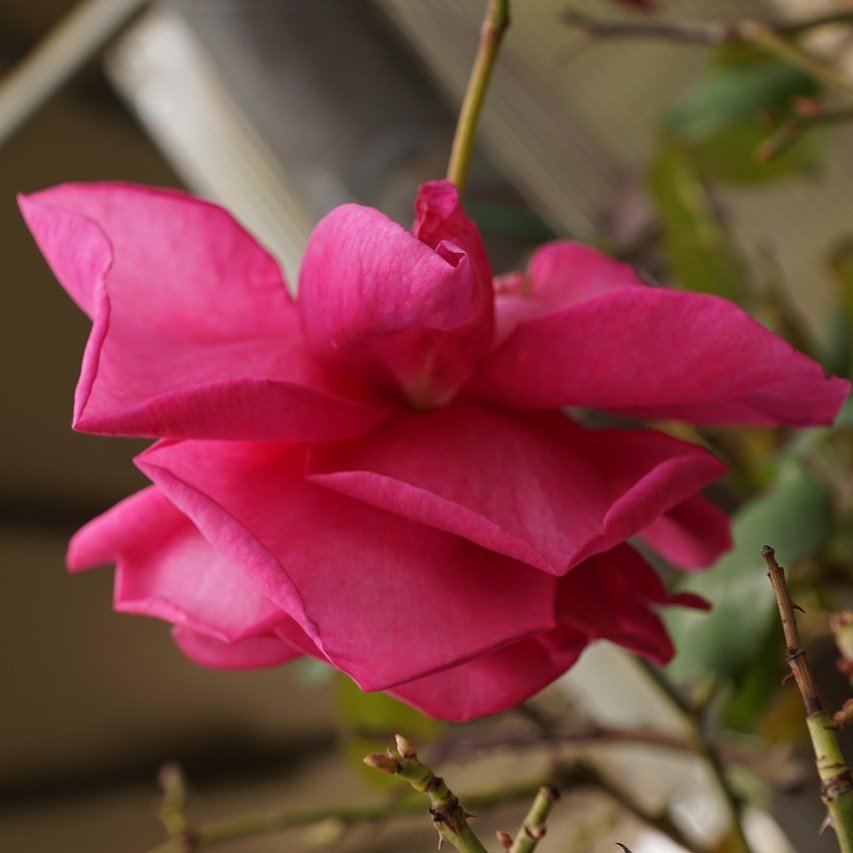 Misundelse og jalousi symboliseret ved en rosa rose, der hænger nedad.