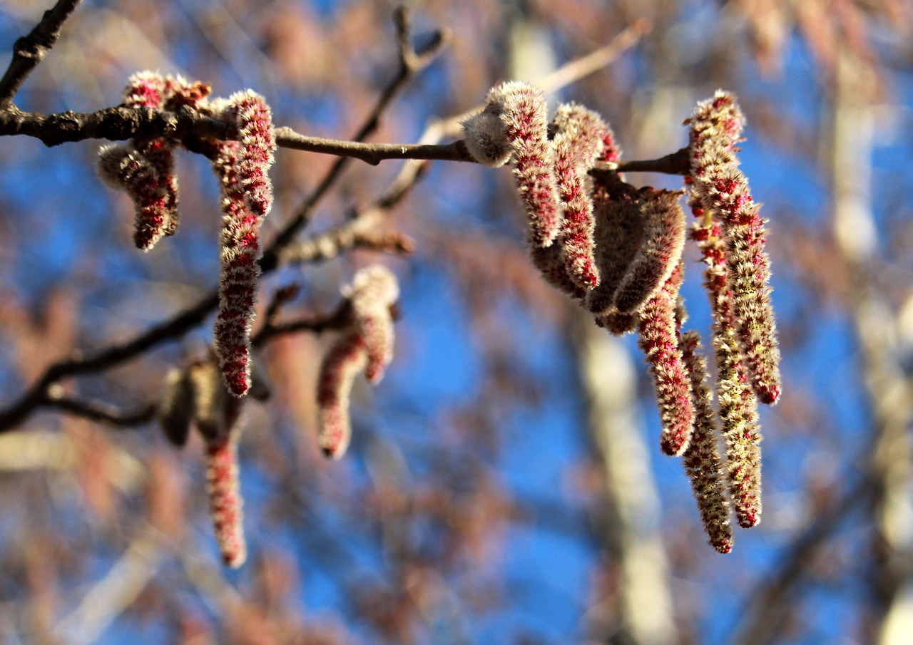 Nyrebækken- og Urinlederkræft. Kræft i nyrebækken. Kræft i urinleder. Urotelialt karcinom. Blod i urinen. Nefroureterektomi. Smerter i flanken. Ureteroskopi. Øvre urinveje tumor.