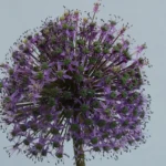 Øjenkræft - Metabolisk blokering symboliseret ved lilla skærmblomst i nærbillede. Grålig baggrund.