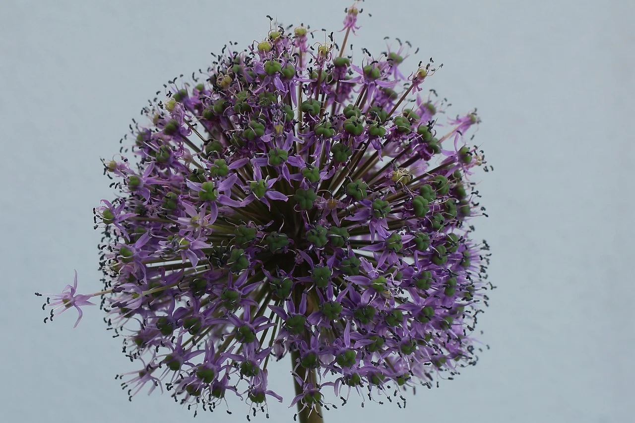 Øjenkræft - Metabolisk blokering symboliseret ved lilla skærmblomst i nærbillede. Grålig baggrund.