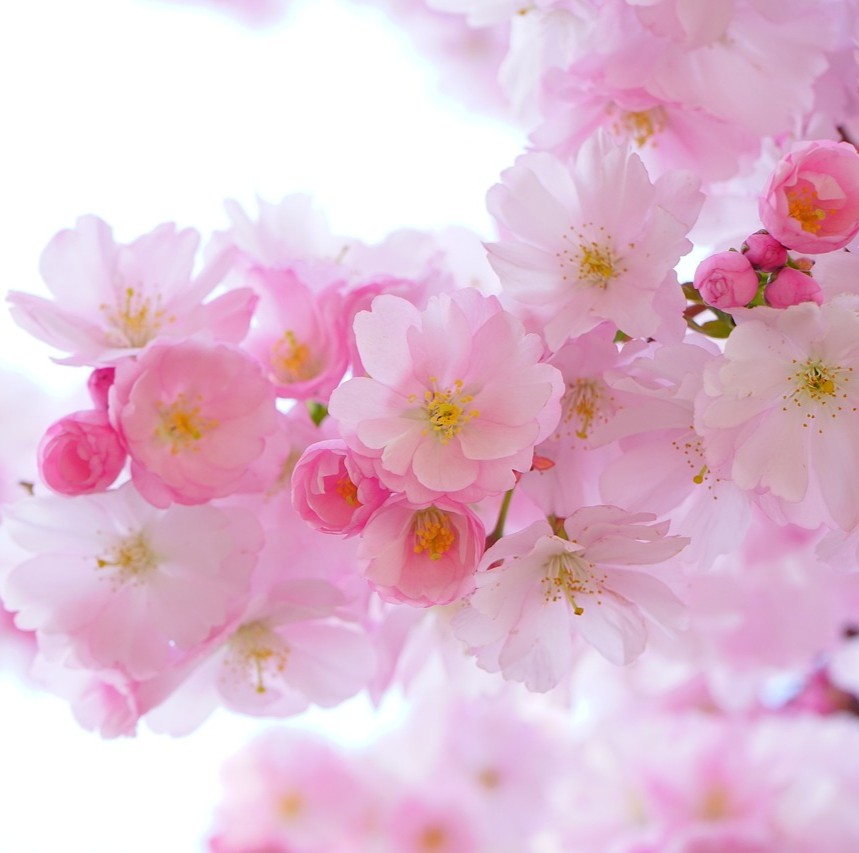 S.A.’s – kræfthistorie. Kræfthistorie. Fortælling om kræft. Kræftforløb.