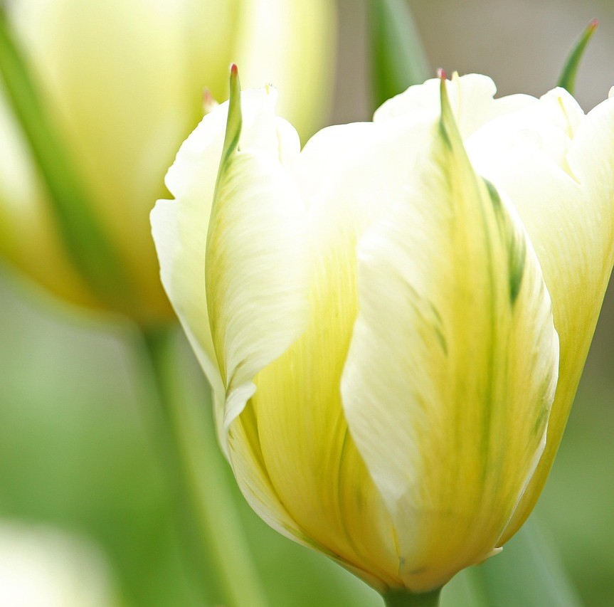 Sarkom symboliseret ved et par hvide tulipanblomster.