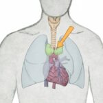 Thymusekstrakt symboliseret ved skitse af et menneskes overkrop med pil mod brystbenet, hvor brislen er vist.