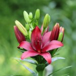 Spytkirtel- og Næsekræft symboliseret ved en rosa blomst med grønne blade som utydelig baggrund.