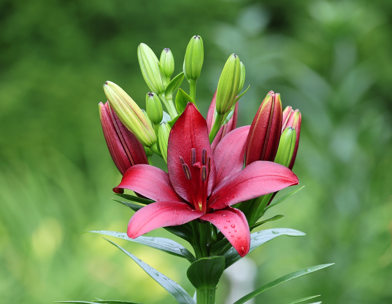 Spytkirtel- og Næsekræft symboliseret ved en rosa blomst med grønne blade som utydelig baggrund.