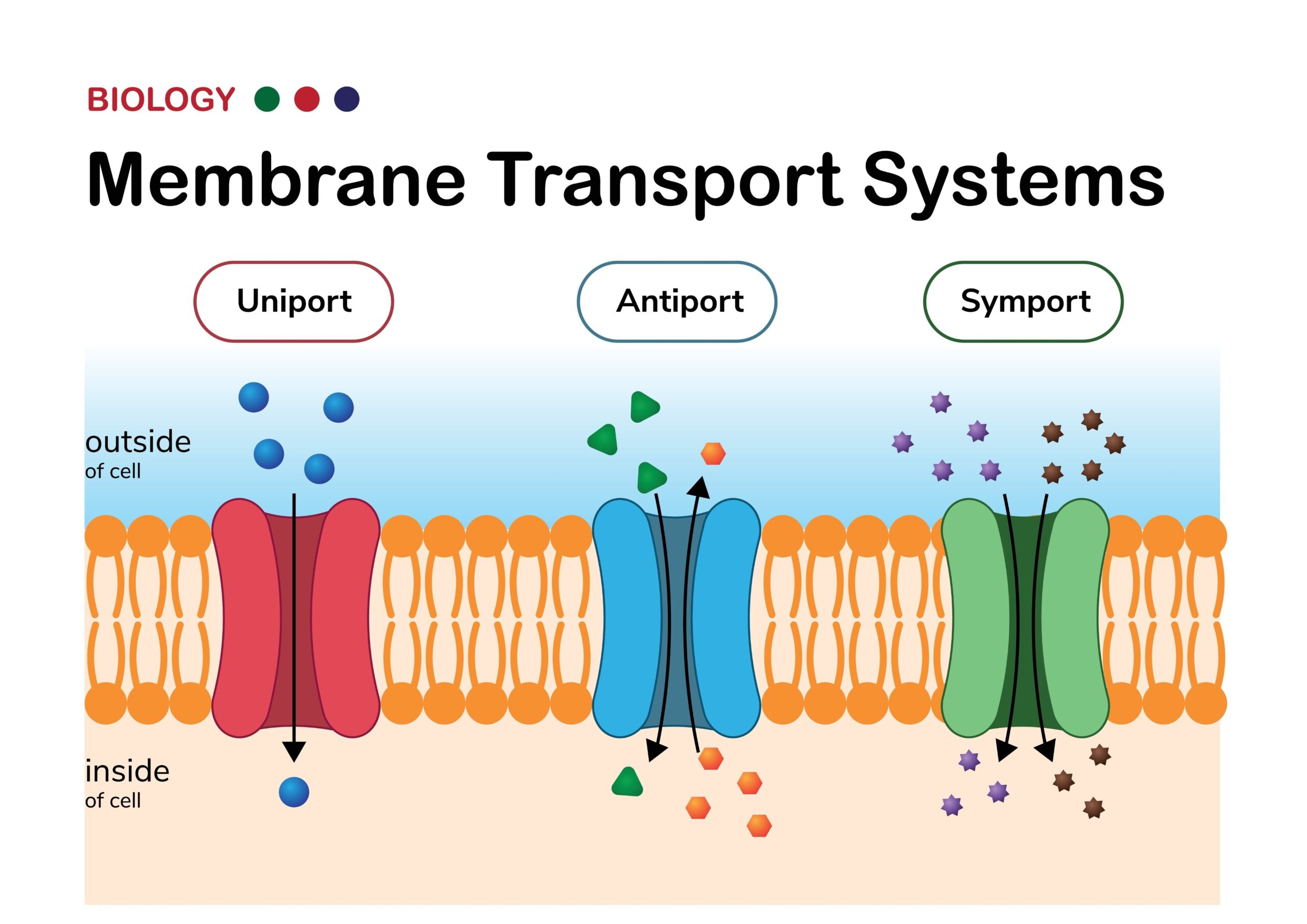 Budwig-kuren symboliseret ved en planche med tegning af virkemekanisme for transport af molekyler.