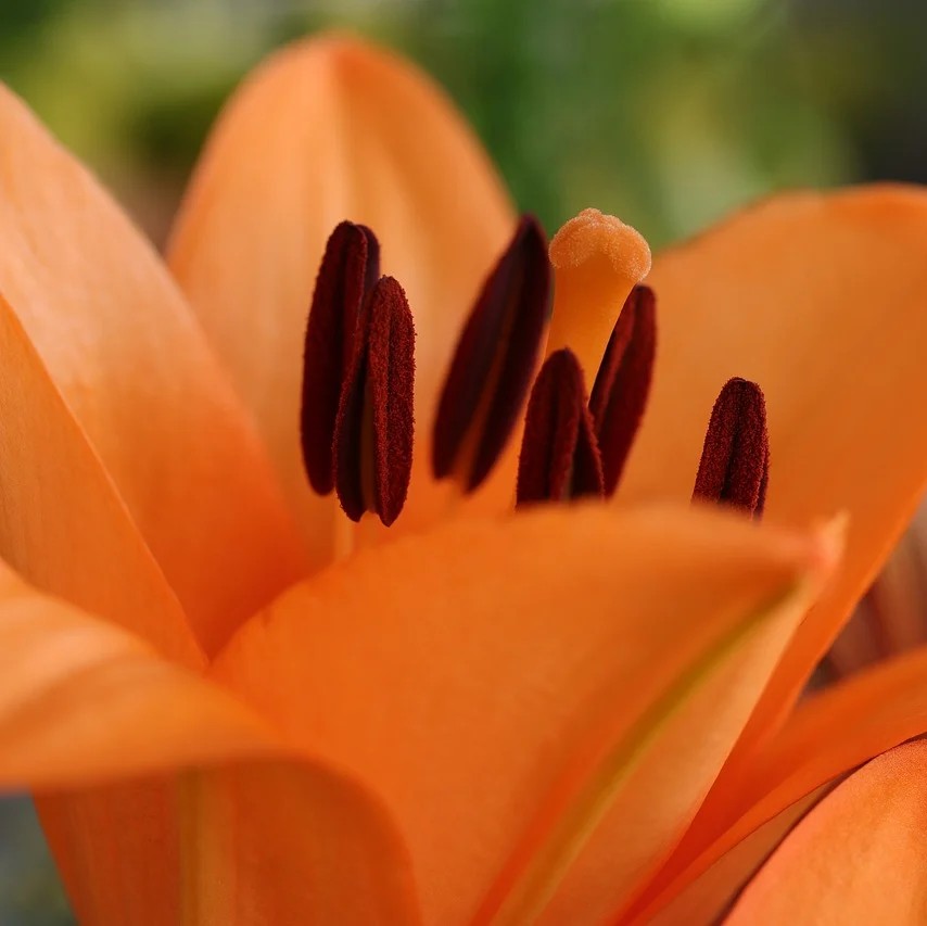 Bugspytkirtel symboliseret ved orange lilje i nærbillede.