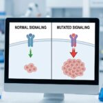 Essentiel Trombocytose symboliseret ved en skærm med to billeder af celler.