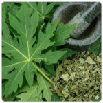 Papaya bladekstrakt symboliseret ved grønt blad fra papaya, en stenmorter og noget tørret groft pulver.