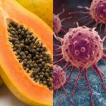 Papaya bladekstrakt symboliseret ved et todelt billede. Til venstre en halveret papaya og til højre nogle røde celler på blå baggrund.
