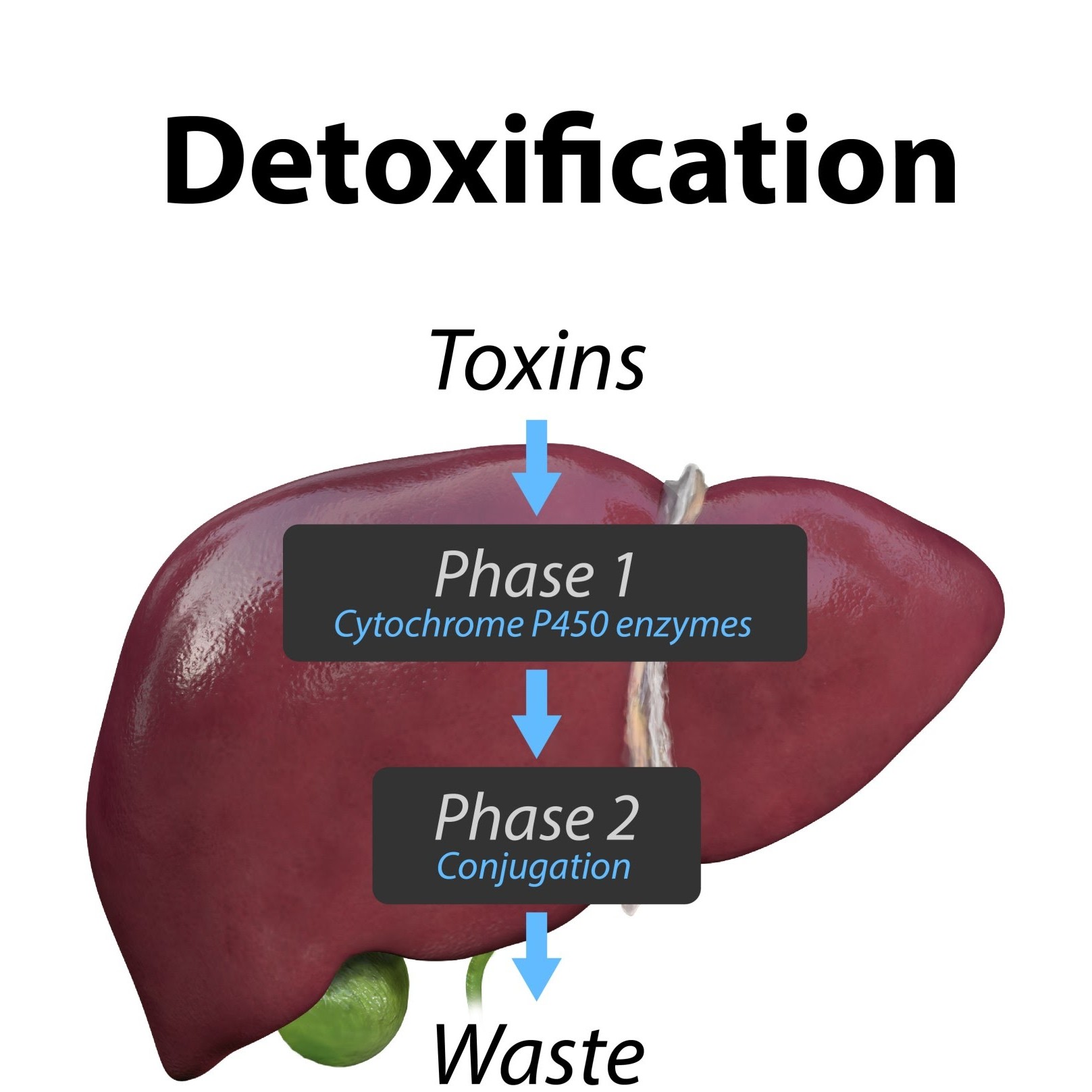 Pete Sulacks protokol symboliseret ved en levermodel og påskrift detoxication.