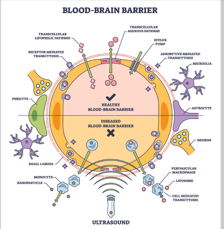 Pete Sulacks Protokol symboliseret ved skitsetegning af virkning ved blod- hjernebarrieren.