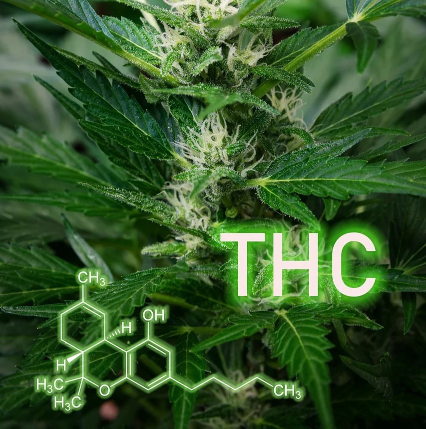 Rick Simpson Oil (RSO) Protokol symboliseret ved cannabisplante og molekyleformel.