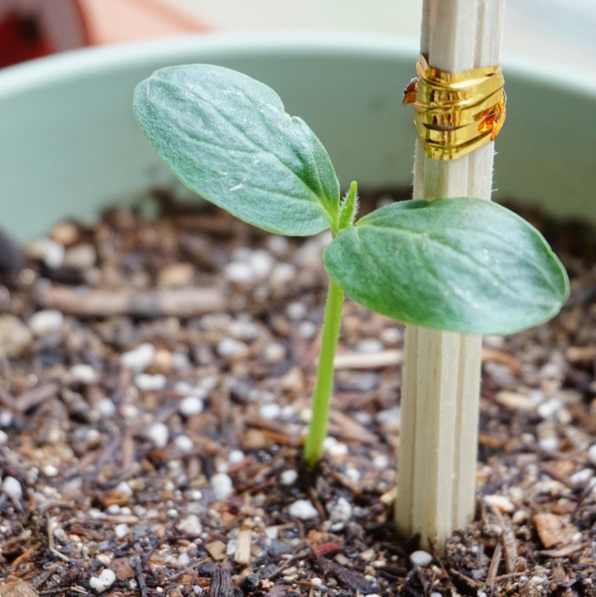 Støtteforeningen Jeg har Kræft symboliseret ved en spire i en grøn spand, der er støttet af en pind.