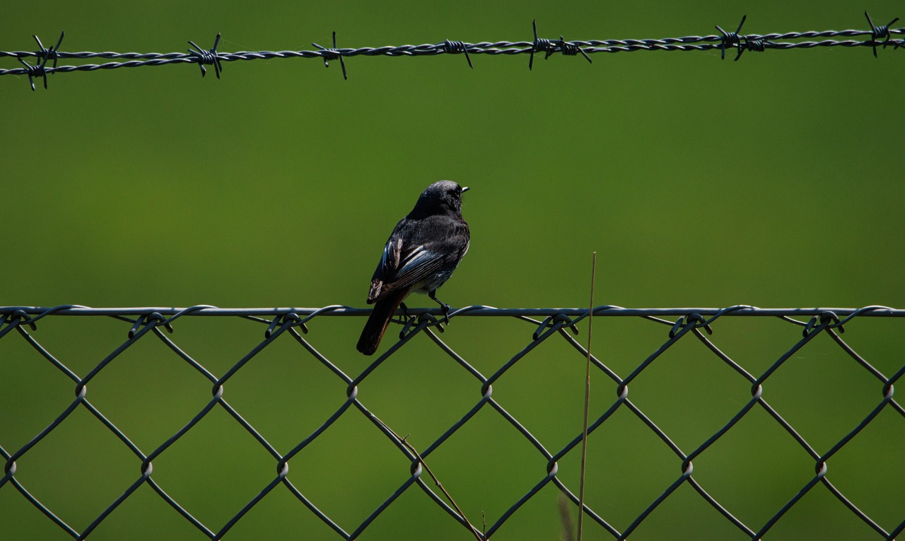 Barrierer og kemo-gennemtrængelighed symboliseret ved en fugl der sidder på et trådhegn med grøn baggrund.