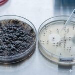 Honikiol symboliseret ved to petriskåle. Den ene med hvidt pulver og den anden med mørkebrunt.