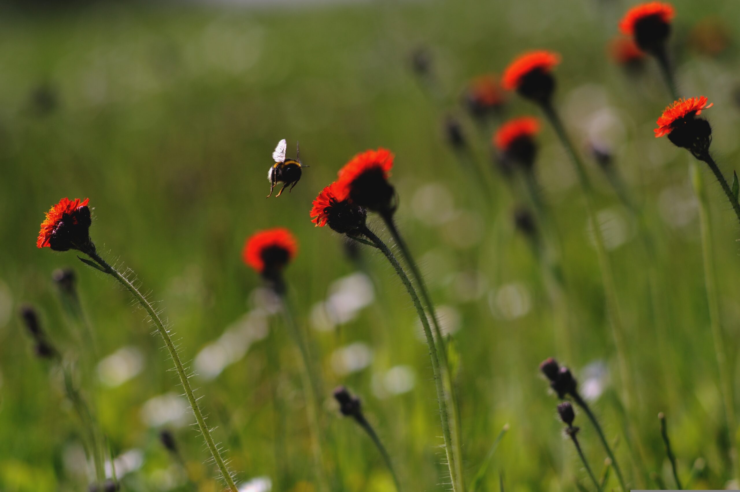 Orange flowers and a bee.