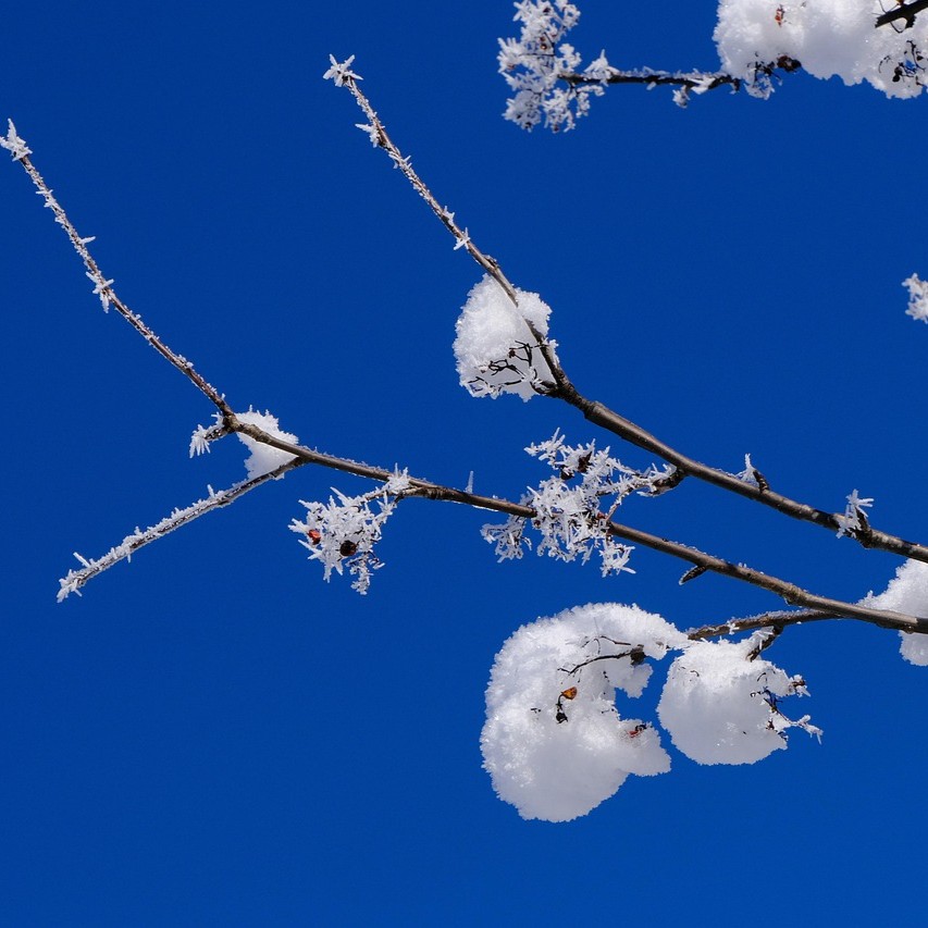 Nyeste januar 2026 symboliseret ved få frostdækkede smågrene mod klar blå himmel.