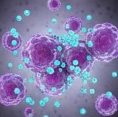 Phlorizin symboliseret ved lilla store celler og turkise små celler omkring disse.