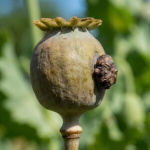 Quiz - prostatakræft symboliseret ved en frøstand.