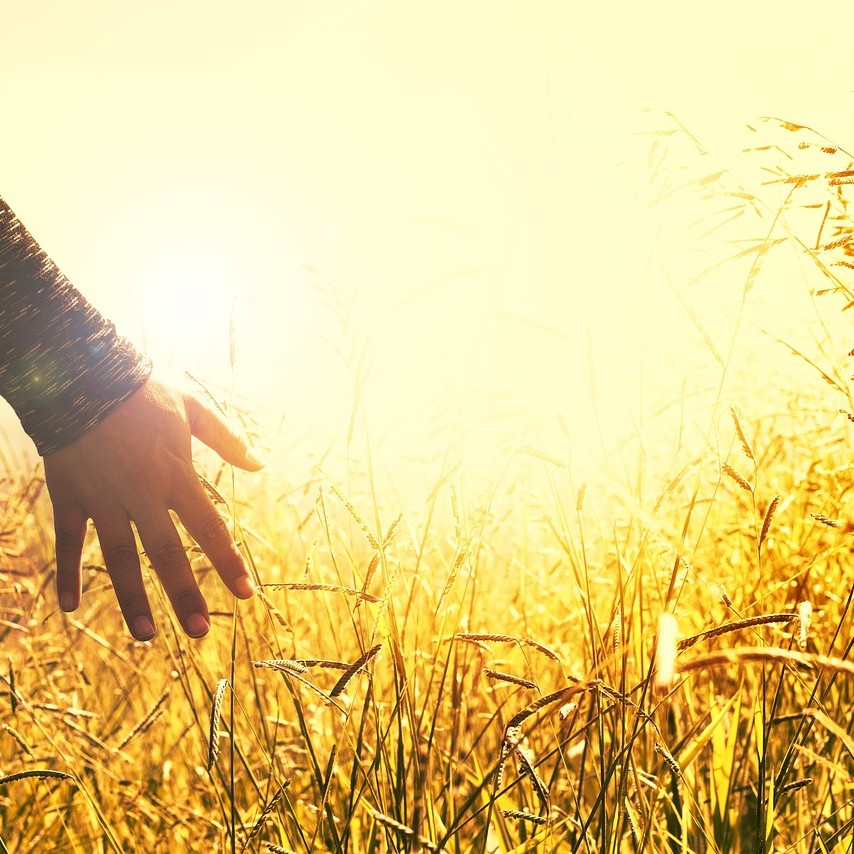 Grounding symboliseret ved en hånd der berører toppen af korn på en mark i gyldent skær.