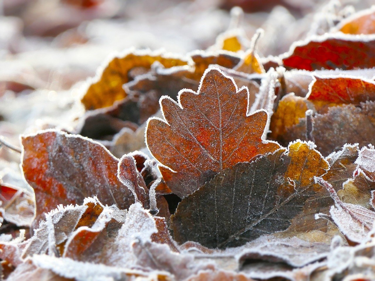 Grounding symboliseret ved visne blade med rimfrost.
