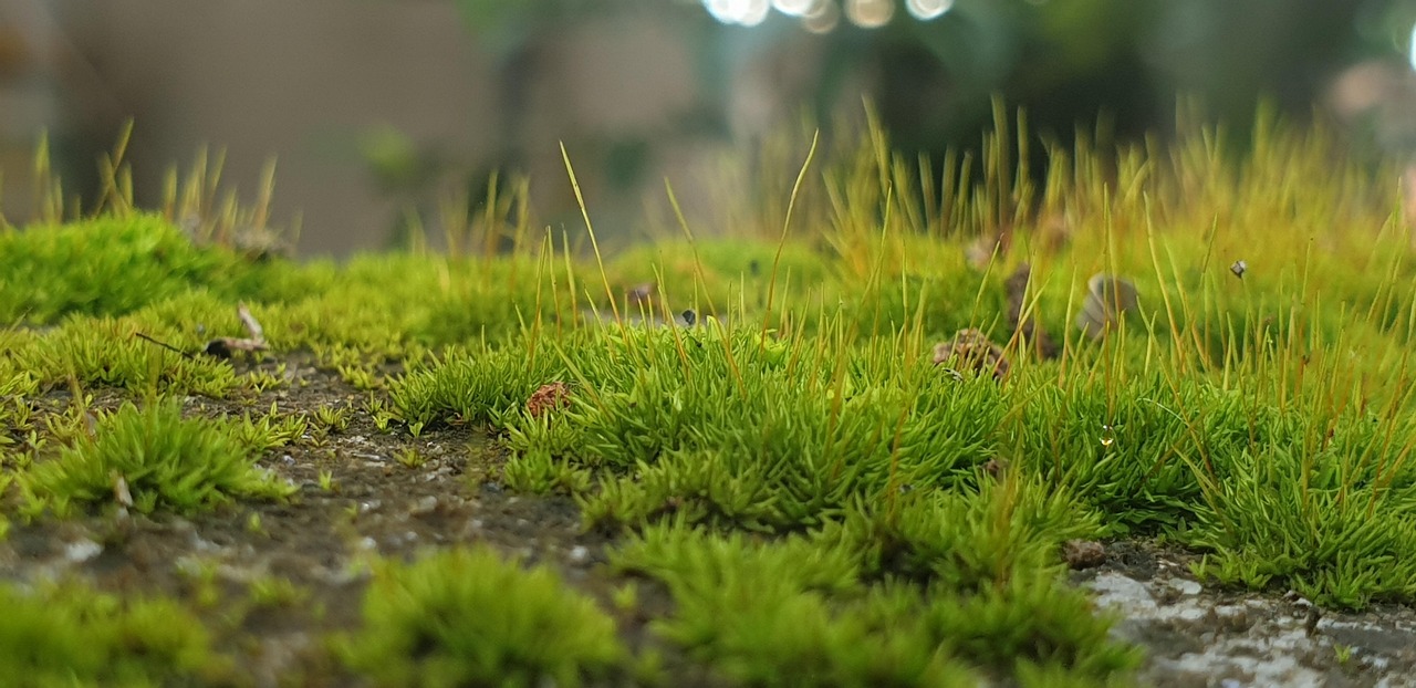 Grounding symboliseret ved noget græs.