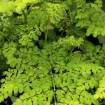 Moringa symbolised by green leaves from the plant.