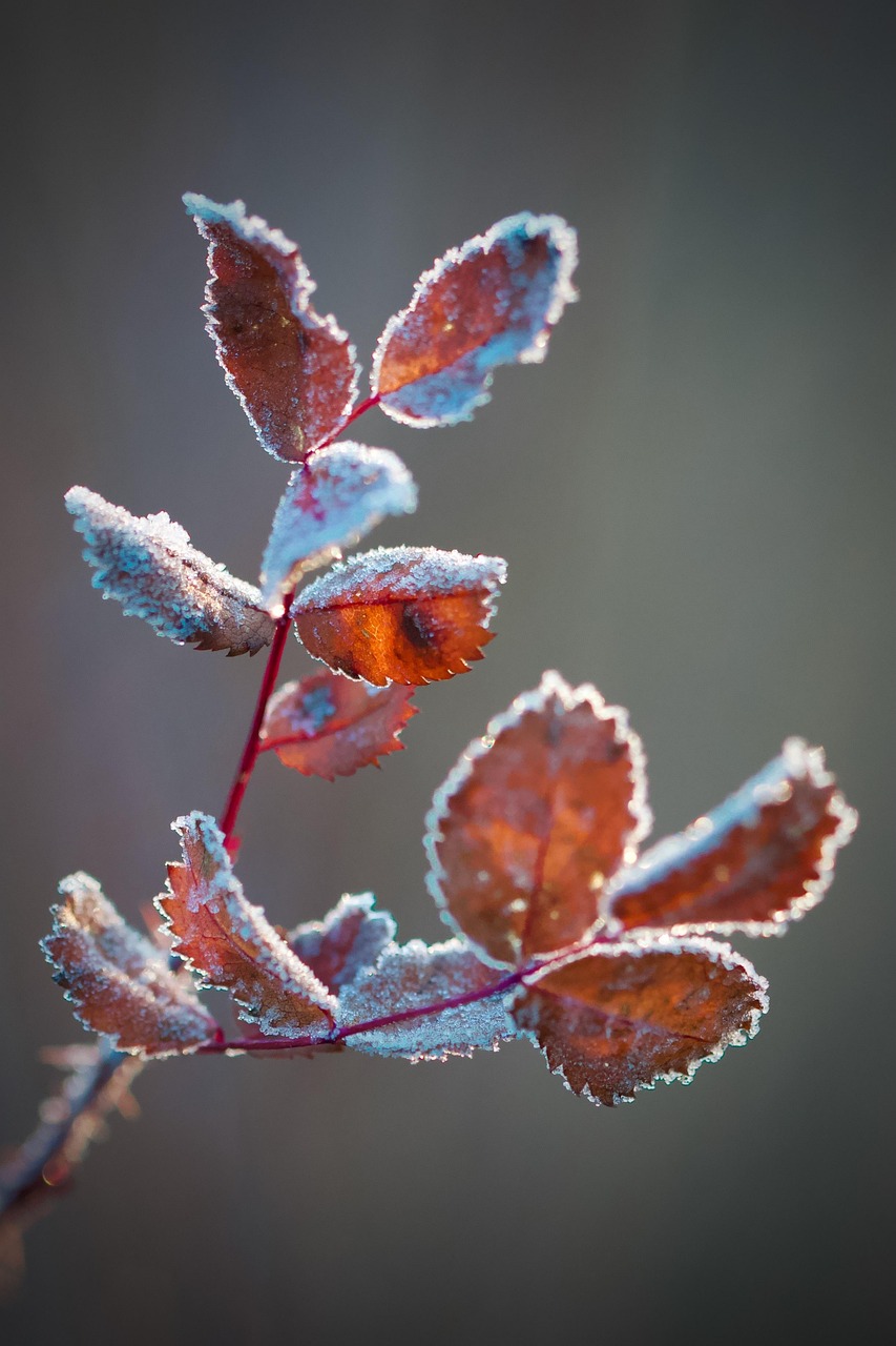 Nyeste symboliseret ved få rødbrune visne blade med frost.