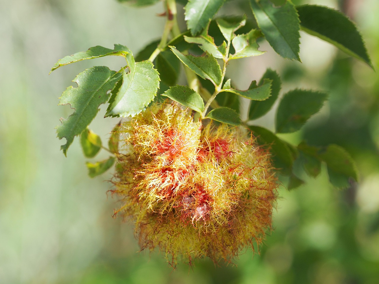 Støtte ved Immunterapi symboliseret ved en plante med lyse frø.