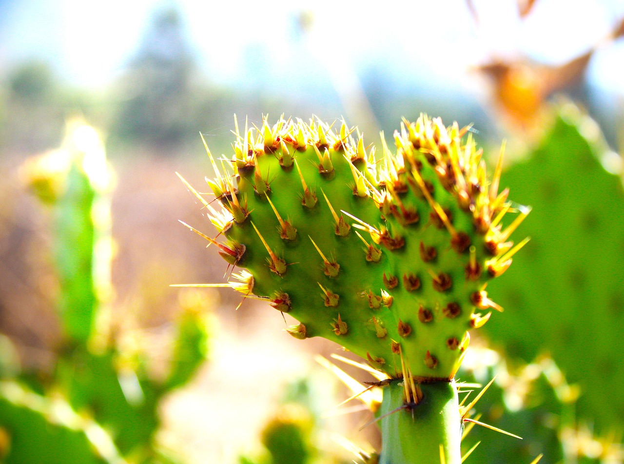 Støtte ved Immunterapi symboliseret ved nogle kaktusplanter.