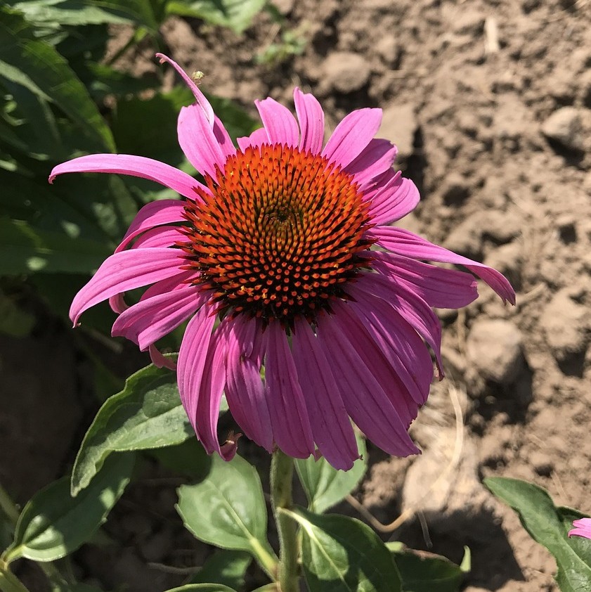 Støtte ved Immunterapi symboliseret ved en lilla-rosa blomst på halvgold jord.